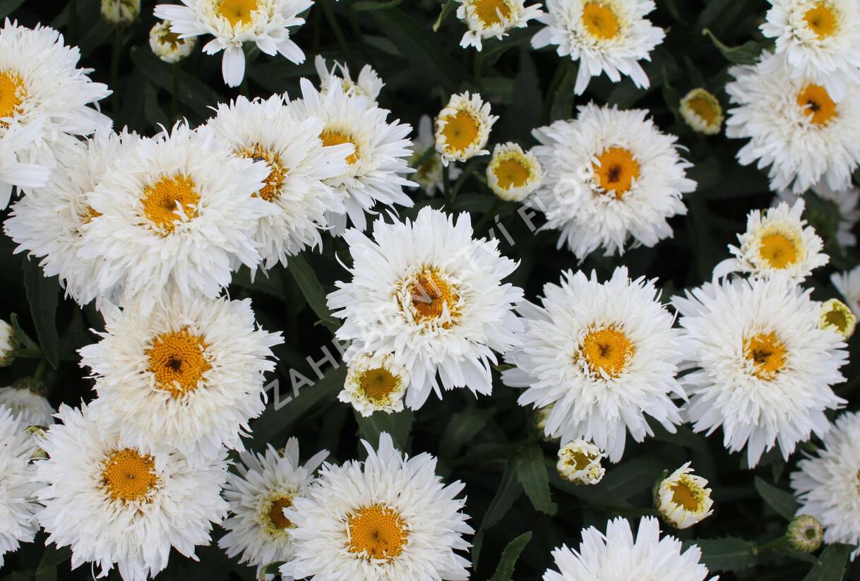 Kopretina velkokvětá 'Sweet Daisy Rebecca' - Leucanthemum x superbum 'Sweet Daisy Rebecca'