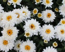 Kopretina velkokvětá 'Sweet Daisy Rebecca'
