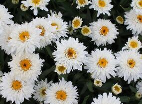 Kopretina velkokvětá 'Sweet Daisy Rebecca' - Leucanthemum x superbum 'Sweet Daisy Rebecca'