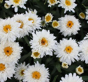 Kopretina velkokvětá 'Sweet Daisy Rebecca' - Leucanthemum x superbum 'Sweet Daisy Rebecca'