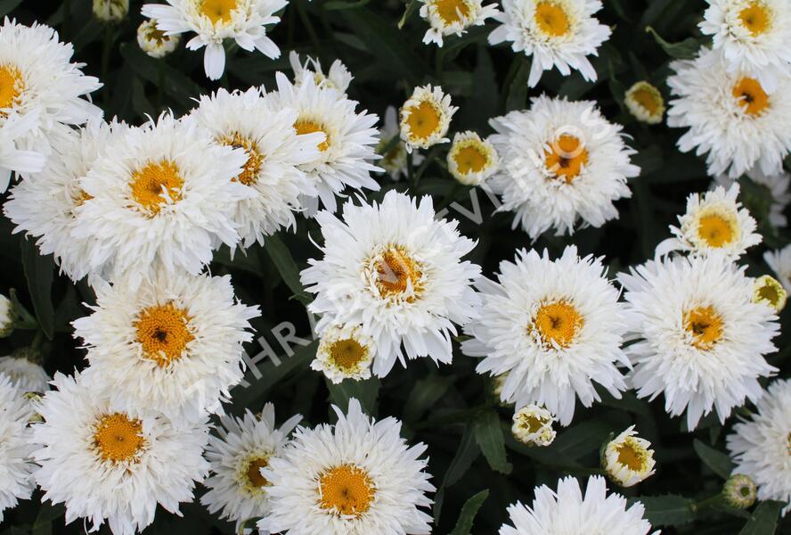 Kopretina velkokvětá 'Sweet Daisy Rebecca' - Leucanthemum x superbum 'Sweet Daisy Rebecca'