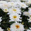 Kopretina velkokvětá 'Sweet Daisy Rebecca' - Leucanthemum x superbum 'Sweet Daisy Rebecca'