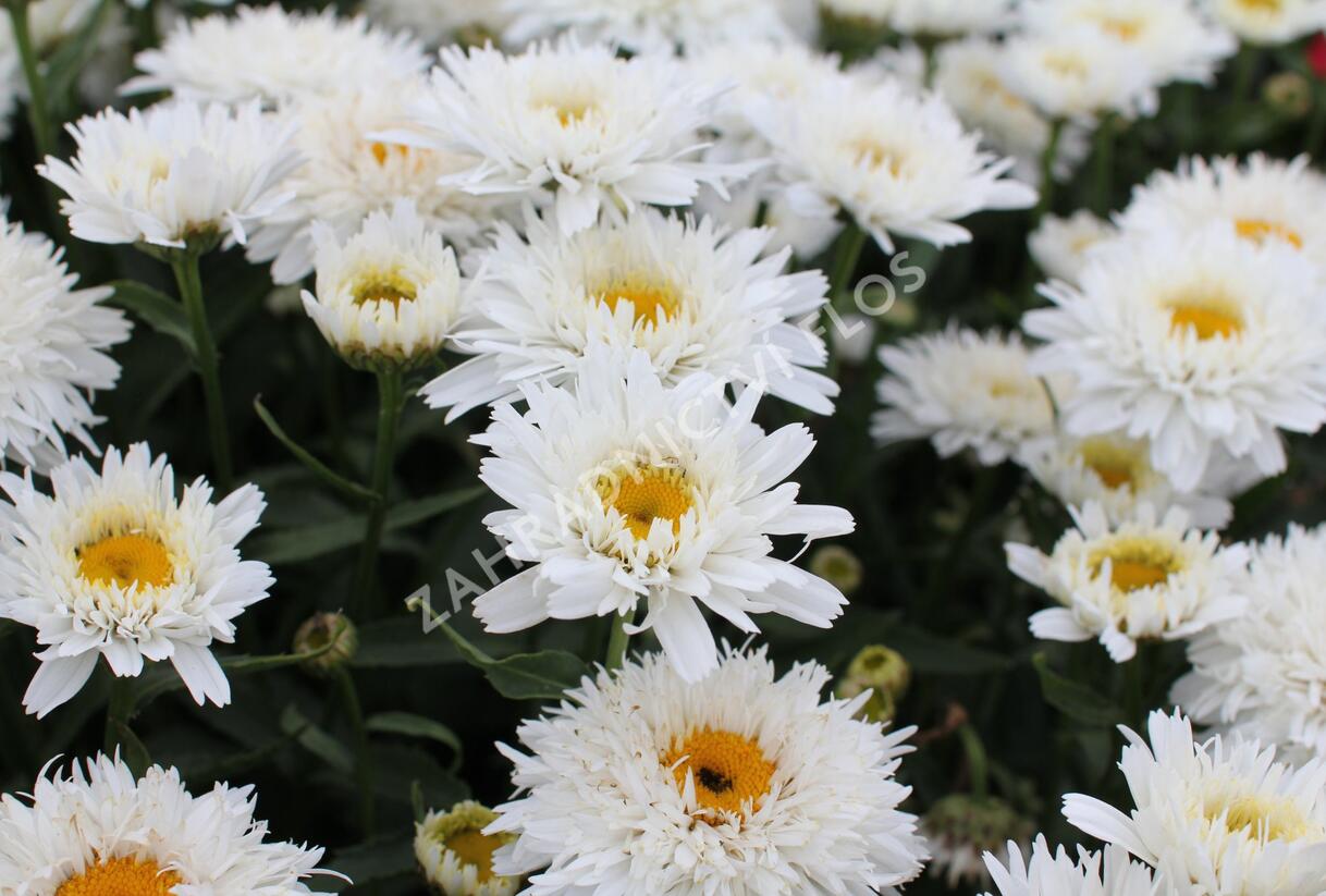 Kopretina velkokvětá 'Sweet Daisy Rebecca' - Leucanthemum x superbum 'Sweet Daisy Rebecca'