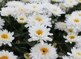 Kopretina velkokvětá 'Sweet Daisy Rebecca' - Leucanthemum x superbum 'Sweet Daisy Rebecca'