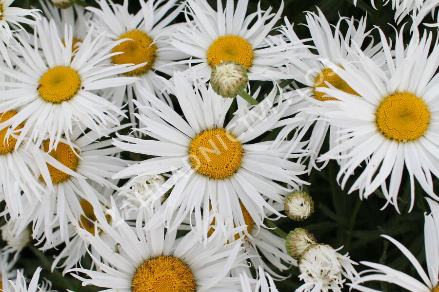 Kopretina velkokvětá 'Sweet Daisy Cher' - Leucanthemum x superbum 'Sweet Daisy Cher'