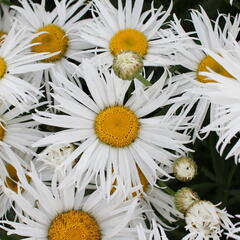 Kopretina velkokvětá 'Sweet Daisy Cher' - Leucanthemum x superbum 'Sweet Daisy Cher'