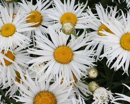 Kopretina velkokvětá 'Sweet Daisy Cher'