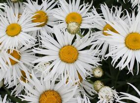 Kopretina velkokvětá 'Sweet Daisy Cher' - Leucanthemum x superbum 'Sweet Daisy Cher'