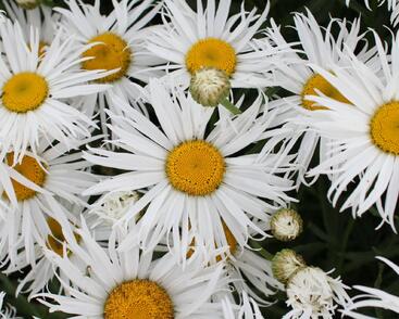 Kopretina velkokvětá 'Sweet Daisy Cher'