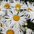 kopretina-velkokveta-sweet-daisy-cher.jpg