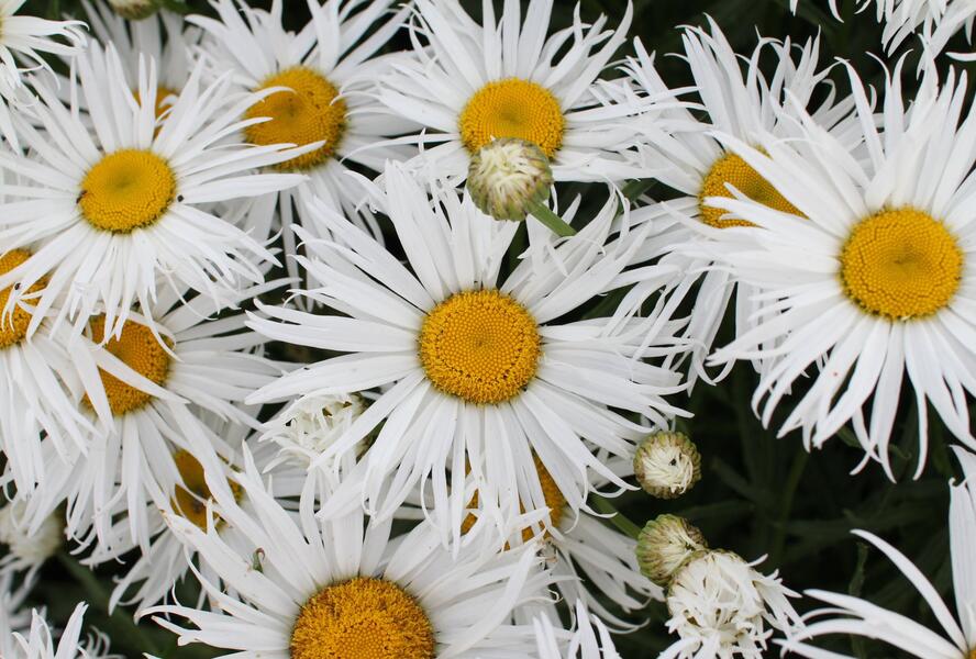 Kopretina velkokvětá 'Sweet Daisy Cher' - Leucanthemum x superbum 'Sweet Daisy Cher'