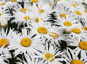 Kopretina velkokvětá 'Sweet Daisy Cher' - Leucanthemum x superbum 'Sweet Daisy Cher'