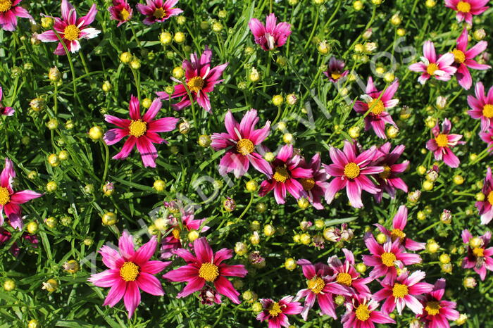 Krásnoočko 'Little Bang Starstruck' - Coreopsis 'Little Bang Starstruck'