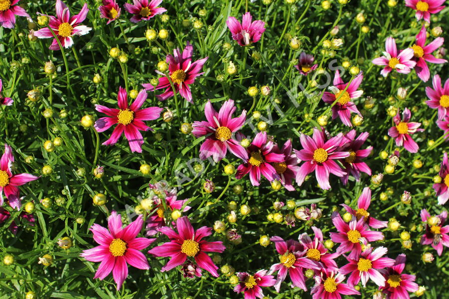 Krásnoočko 'Little Bang Starstruck' - Coreopsis 'Little Bang Starstruck'