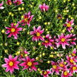 Krásnoočko 'Little Bang Starstruck' - Coreopsis 'Little Bang Starstruck'