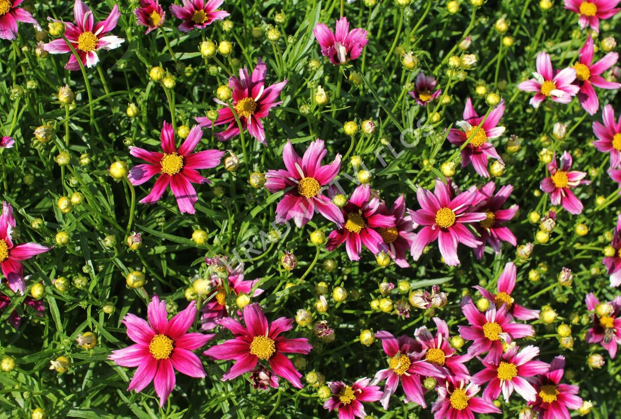 Krásnoočko 'Little Bang Starstruck' - Coreopsis 'Little Bang Starstruck'