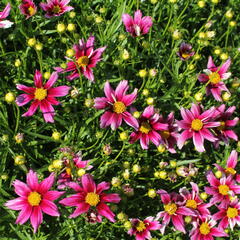 Krásnoočko 'Little Bang Starstruck' - Coreopsis 'Little Bang Starstruck'