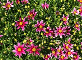 Krásnoočko 'Little Bang Starstruck' - Coreopsis 'Little Bang Starstruck'