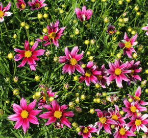 Krásnoočko 'Little Bang Starstruck' - Coreopsis 'Little Bang Starstruck'