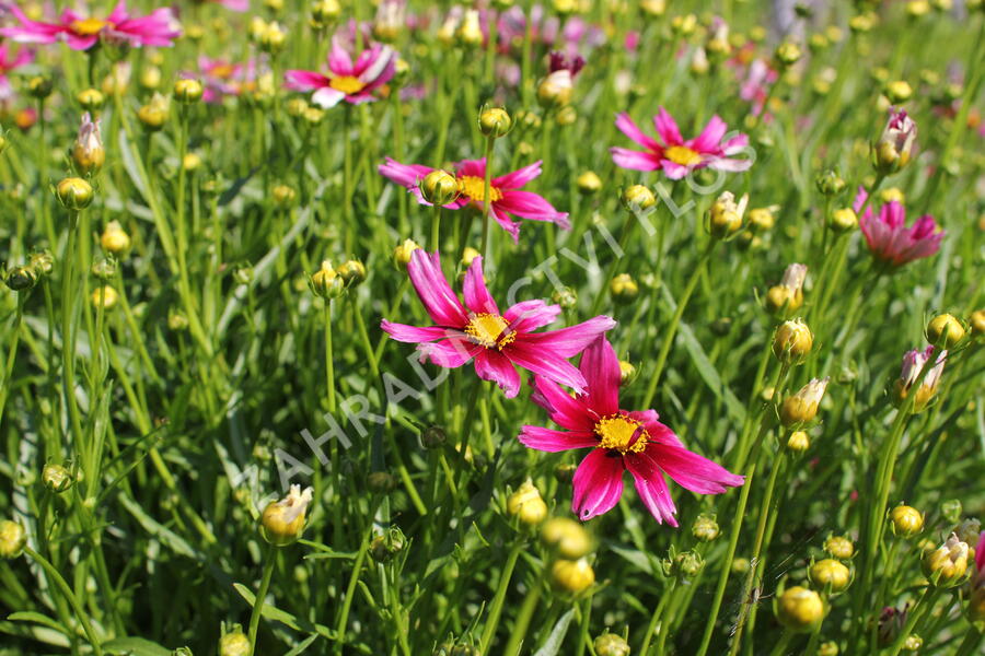 Krásnoočko 'Little Bang Starstruck' - Coreopsis 'Little Bang Starstruck'