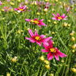 Krásnoočko 'Little Bang Starstruck' - Coreopsis 'Little Bang Starstruck'