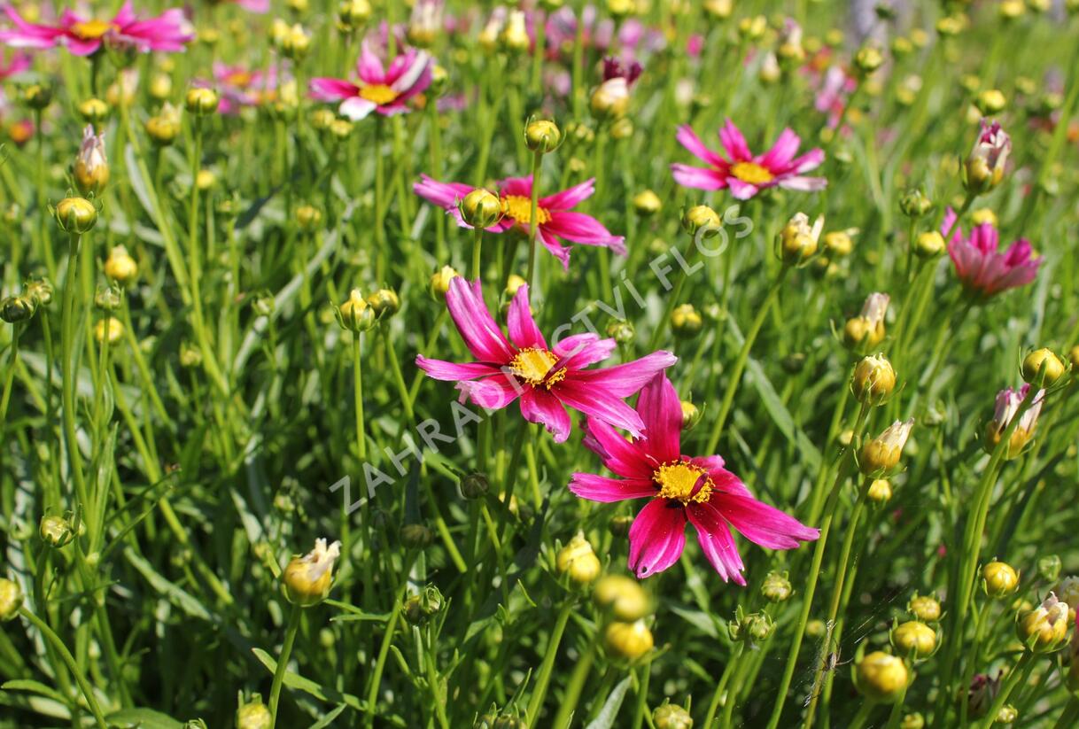 Krásnoočko 'Little Bang Starstruck' - Coreopsis 'Little Bang Starstruck'