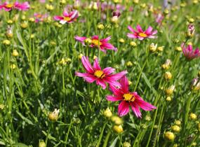 Krásnoočko 'Little Bang Starstruck' - Coreopsis 'Little Bang Starstruck'