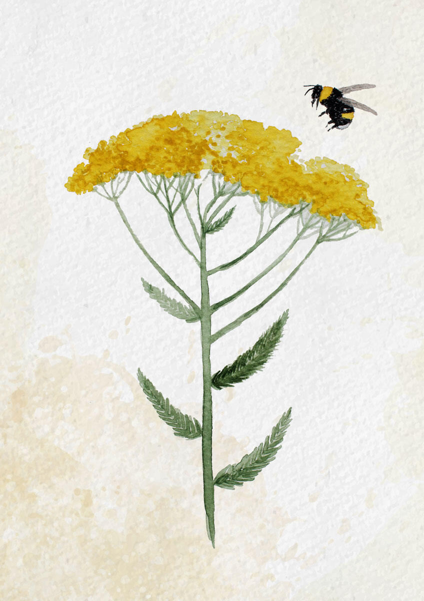 achillea