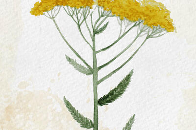 achillea