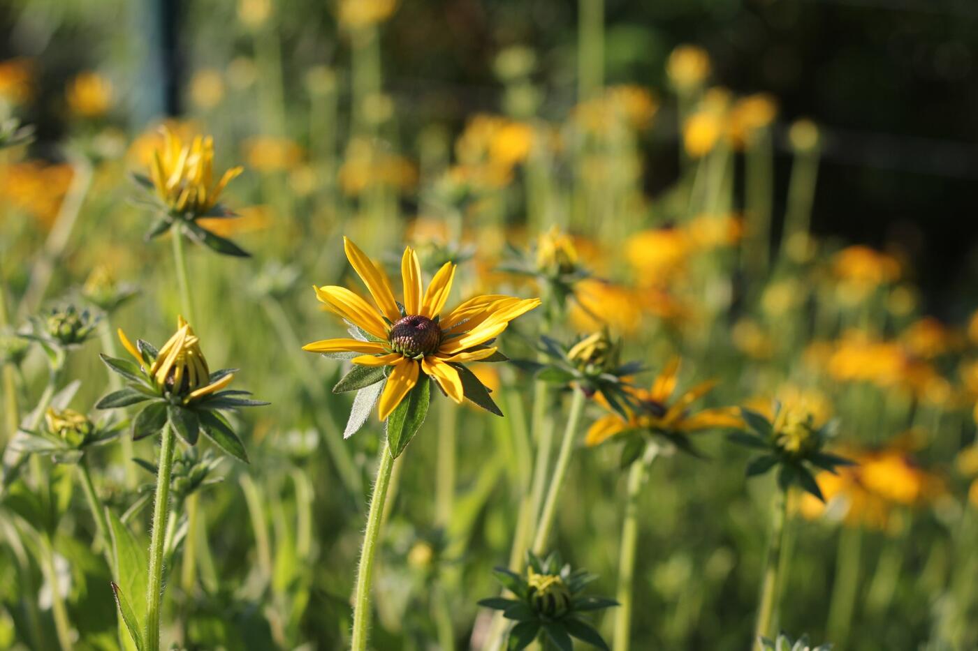 Rudbeckia fulgida var.deamii_7