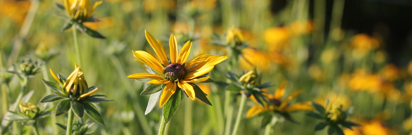 Rudbeckia fulgida var.deamii_7