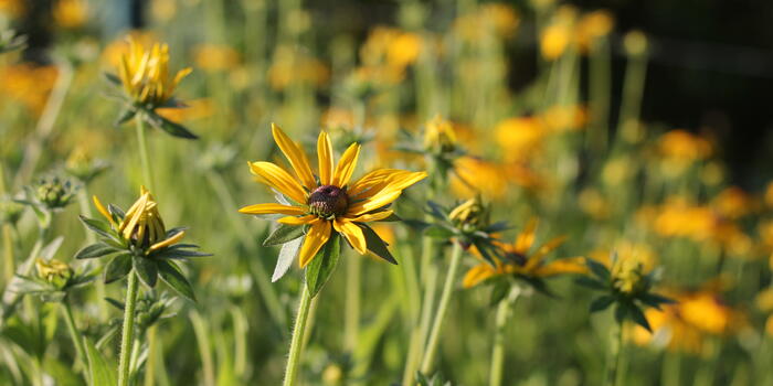 Rudbeckia fulgida var.deamii_7