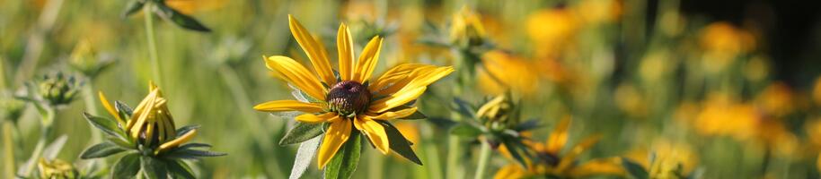 Rudbeckia fulgida var.deamii_7