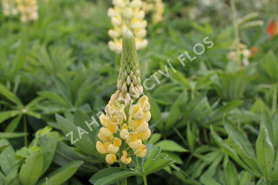 Lupina mnoholistá 'Chandelier' - Lupinus polyphyllus 'Chandelier'
