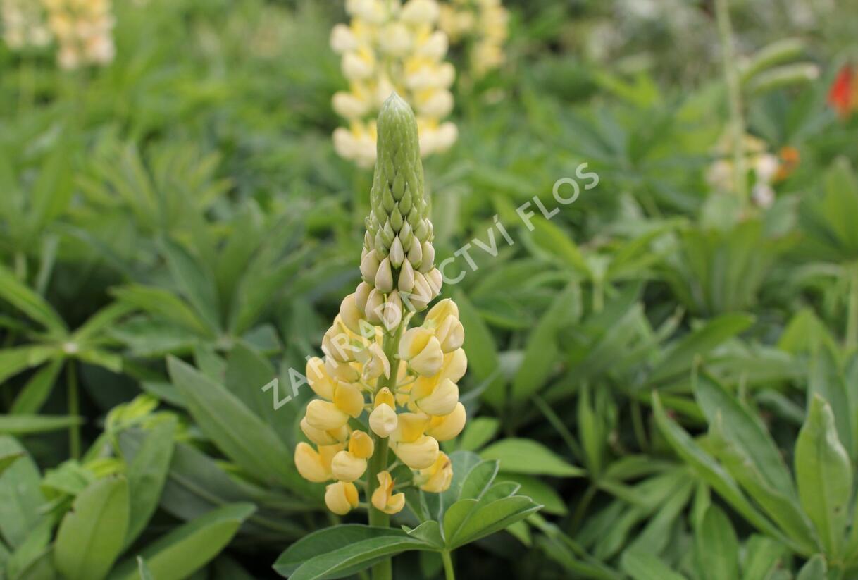 Lupina mnoholistá 'Chandelier' - Lupinus polyphyllus 'Chandelier'