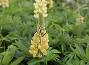 Lupina mnoholistá 'Chandelier' - Lupinus polyphyllus 'Chandelier'