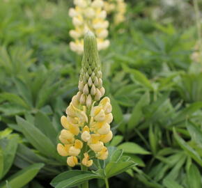 Lupina mnoholistá 'Chandelier' - Lupinus polyphyllus 'Chandelier'