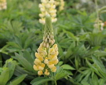 Lupina mnoholistá 'Chandelier'