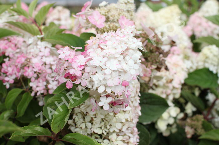 Hortenzie latnatá 'Wim's Red' - Hydrangea paniculata 'Wim's Red'