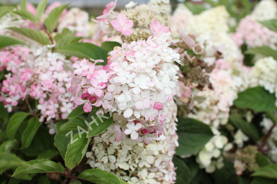 Hortenzie latnatá 'Wim's Red' - Hydrangea paniculata 'Wim's Red'