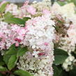 Hortenzie latnatá 'Wim's Red' - Hydrangea paniculata 'Wim's Red'