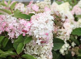Hortenzie latnatá 'Wim's Red' - Hydrangea paniculata 'Wim's Red'