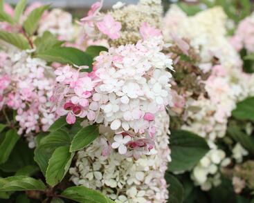 Hortenzie latnatá 'Wim's Red'