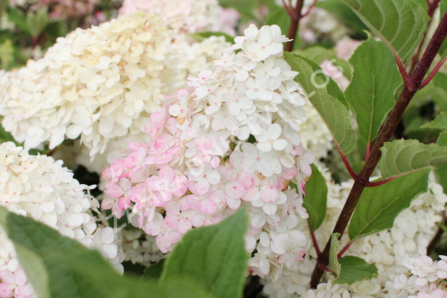 Hortenzie latnatá 'Wim's Red' - Hydrangea paniculata 'Wim's Red'