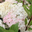 Hortenzie latnatá 'Wim's Red' - Hydrangea paniculata 'Wim's Red'