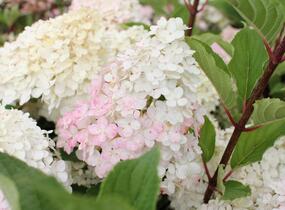 Hortenzie latnatá 'Wim's Red' - Hydrangea paniculata 'Wim's Red'