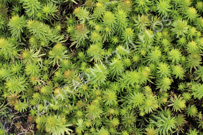Rozchodník 'Winter Green' - Sedum hybridum 'Winter Green'