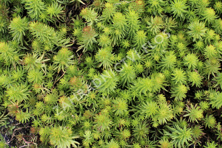 Rozchodník 'Winter Green' - Sedum hybridum 'Winter Green'