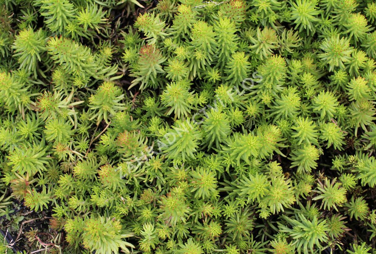 Rozchodník 'Winter Green' - Sedum hybridum 'Winter Green'
