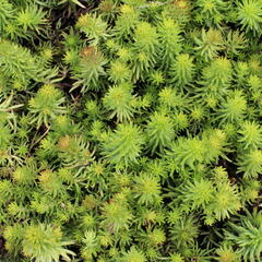 Rozchodník 'Winter Green' - Sedum hybridum 'Winter Green'